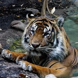 Meet your Posher, Blackrock